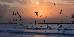 bird control page, beach birds cape Town
