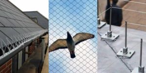 bird_proofing_cape_town